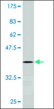 Monoclonal Anti-SOX18 antibody produced in