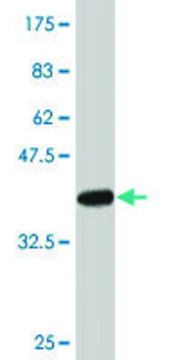 Monoclonal Anti-BCAP31 antibody produced in