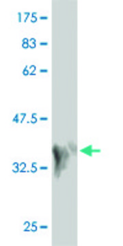 Monoclonal Anti-MAP2K7 antibody produced in