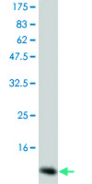 Monoclonal Anti-CSF2 antibody produced in