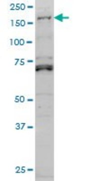 Monoclonal Anti-LMTK3 antibody produced in