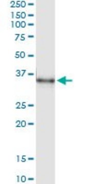 Monoclonal Anti-MSX1 antibody produced in