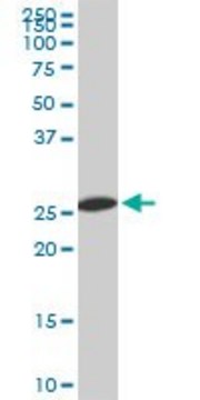 Monoclonal Anti-PSMA8 antibody produced in