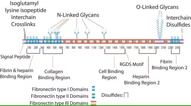 Fibronectin solution human fibroblasts