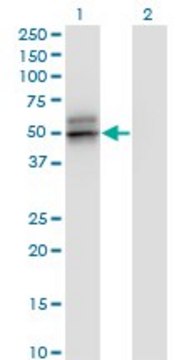 Monoclonal Anti-SERPINA12 antibody produced in