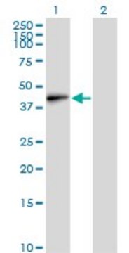 Monoclonal Anti-EMILIN1 antibody produced in
