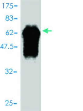 Monoclonal Anti-FBXO6 antibody produced in