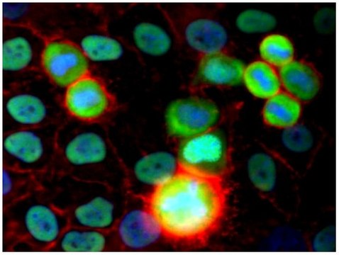 Monoclonal Anti-Ku80 antibody produced in