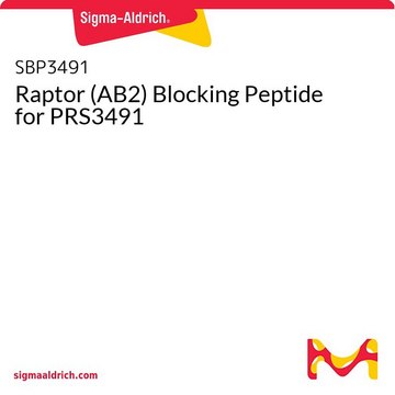 Raptor (AB2) Blocking Peptide for