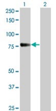 Monoclonal Anti-CDH6 antibody produced in