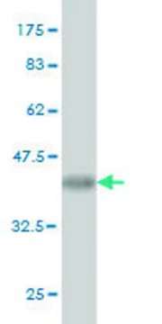 Monoclonal Anti-MGAT3 antibody produced in