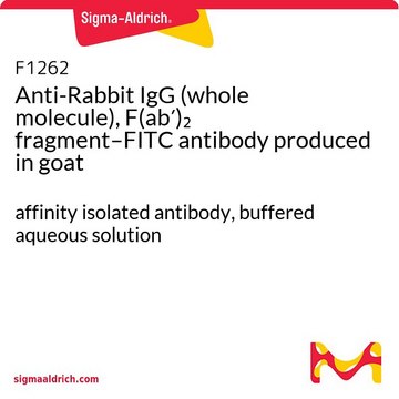 Anti-Rabbit IgG (whole molecule), F(ab?)?