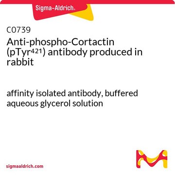 Anti-phospho-Cortactin (pTyr?²¹) antibody produced in