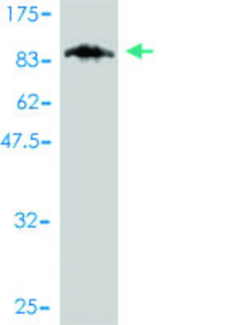 Monoclonal Anti-CAMKV antibody produced in