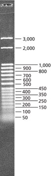 DirectLoad™ 50 bp DNA Step