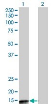 Monoclonal Anti-PPP3R2 antibody produced in