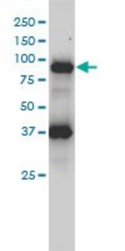 Monoclonal Anti-FES antibody produced in