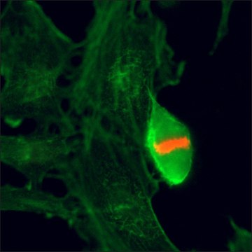 Anti-Phospho-Histone H3 (Thr3) antibody, Rabbit