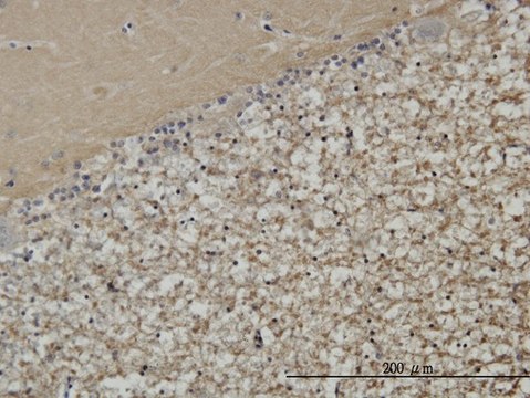 Monoclonal Anti-STXBP1 antibody produced in