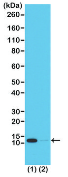 Anti-Acetyl-Histone H4 (Lys16) antibody, Rabbit