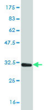 Monoclonal Anti-PLP1 antibody produced in