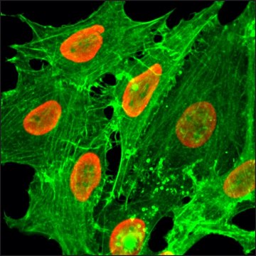 Anti-Acetyl-Histone H2B (Lys20) antibody, Rabbit