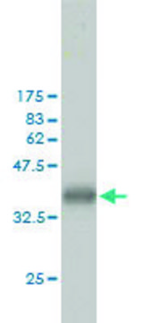 Monoclonal Anti-CKS1B antibody produced in