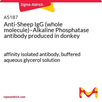 Anti-Sheep IgG (whole molecule)–Alkaline Phosphatase