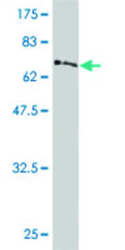 Monoclonal Anti-PDK4 antibody produced in