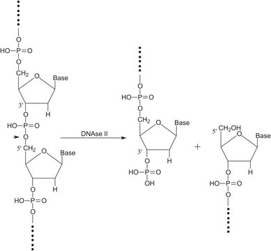 Deoxyribonuclease II from bovine spleen