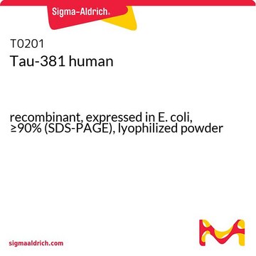 Tau-381 human