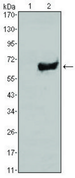 Monoclonal Anti-SOX2 antibody produced in