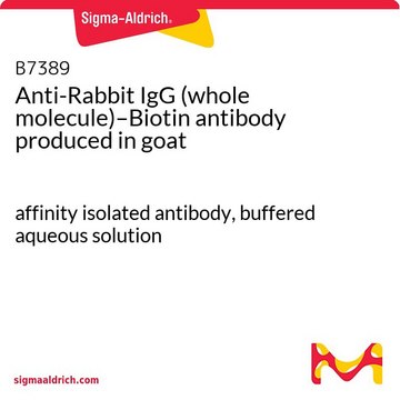 Anti-Rabbit IgG (whole molecule)–Biotin antibody