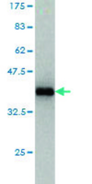 Monoclonal Anti-HEAB antibody produced in