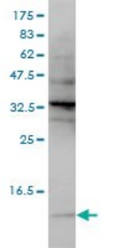 Monoclonal Anti-SNRPG antibody produced in