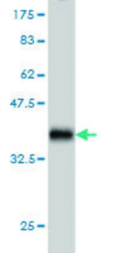 Monoclonal Anti-SH3RF2 antibody produced in