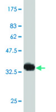 Monoclonal Anti-HAND2 antibody produced in
