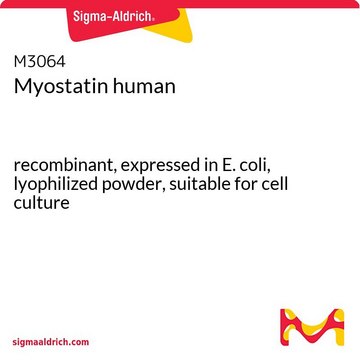 Myostatin human