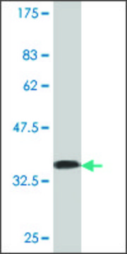 Monoclonal Anti-CHAT antibody produced in