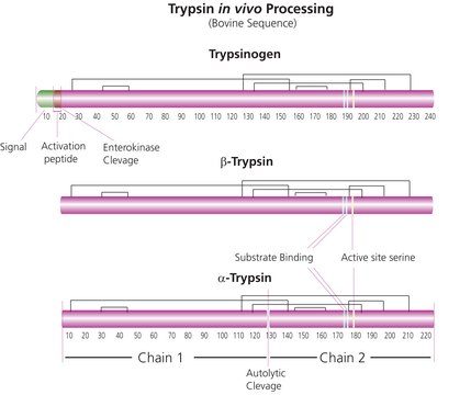 Trypsin from bovine pancreas