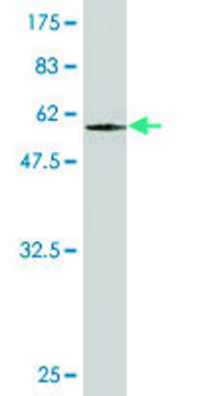 Monoclonal Anti-TADA2L antibody produced in