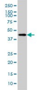 Monoclonal Anti-LW-1 antibody produced in