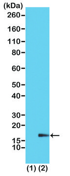 Anti-Monomethyl-Histone H3 (Lys18) antibody, Rabbit