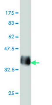 Monoclonal Anti-GJA1 antibody produced in