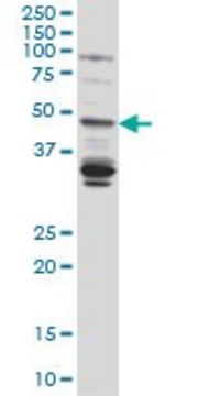 Monoclonal Anti-LASS4 antibody produced in