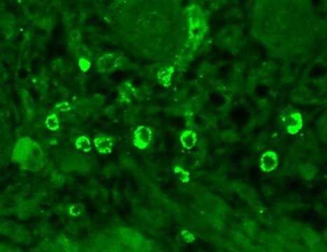 Monoclonal Anti-GABRA1 antibody produced in