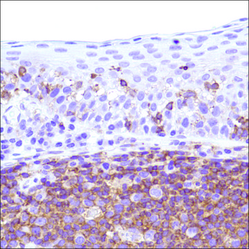 Anti-CSF-1R antibody, Rabbit monoclonal