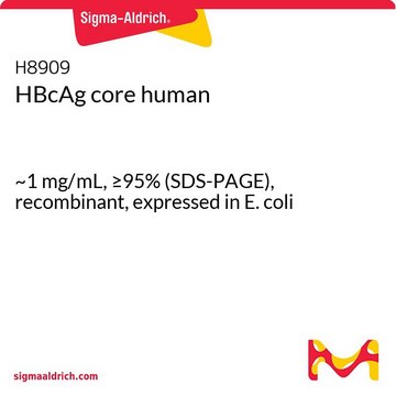 HBcAg core human