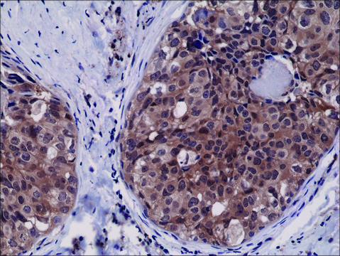 Anti-Caspase-3 antibody, Rabbit monoclonal