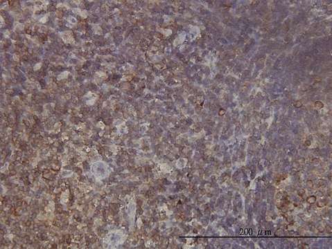 Monoclonal Anti-RPL9 antibody produced in
